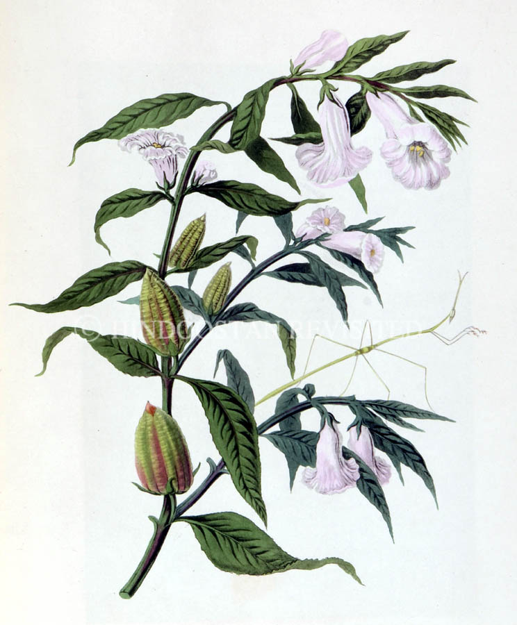 /data/Original Prints/Natural History/SKELETON MANTIS AND OIL PLANT OF GUZERAT.jpg